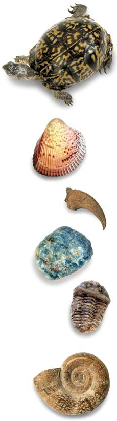 Photograph showing items such as a shell, turle, claw, minerals, and a fossil that might be found in a science class.