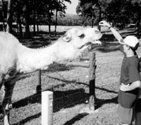 Picture of a student with camel
