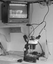 Picture of microscope hooked up to television monitor