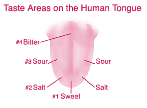 Regions on Diagram Of Tongue Showing Taste Regions