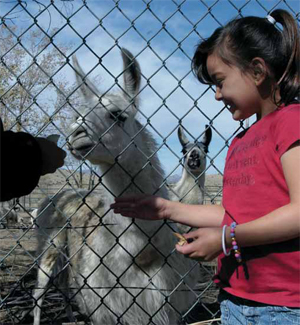 Photo of a girl feeding a llama.