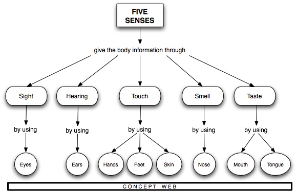 A Concept Web displays the relationship between the Five Senses and the way the body gathers information through the five senses. Sight information is received through the eyes. Hearing information is received through the ears. Touch information is received through the Hands, Feet, and Skin. Smell information is received through the nose, and Taste information is received through the mouth and tongue.